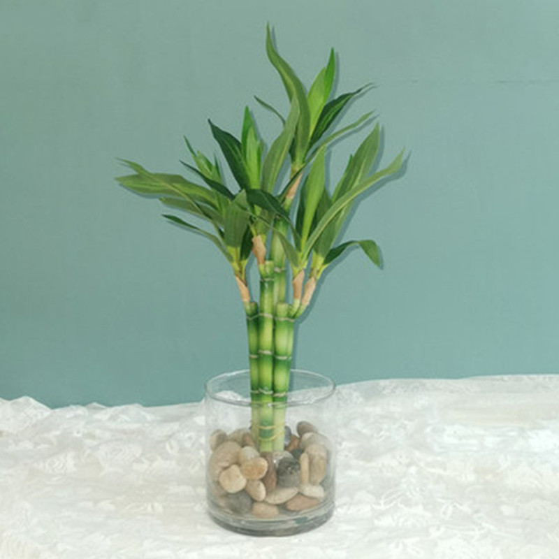 Aquarium Marine Tank - Neue 40 cm rFtificial Lucky Bamboo
