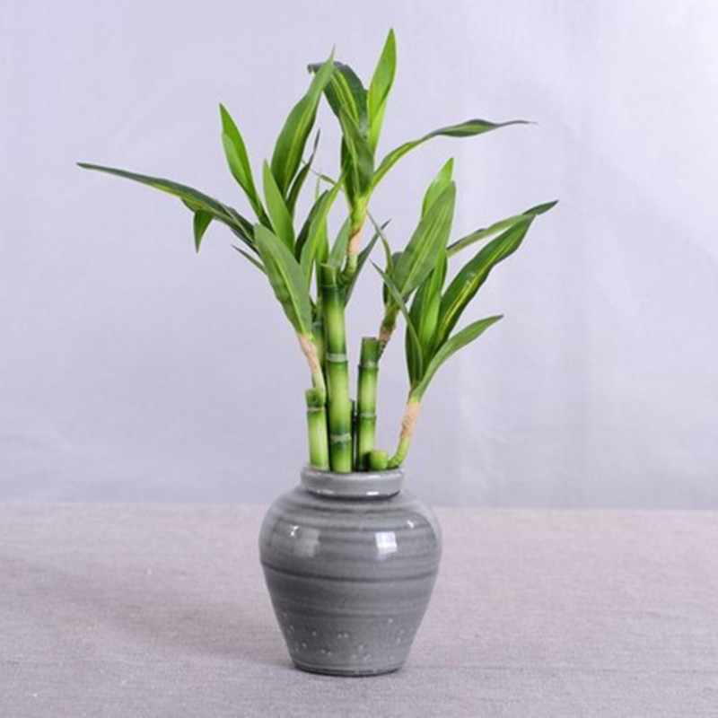 Neue 40 cm rFtificial Lucky Ba – Aquarium Marine Tank Bewertung und Preis