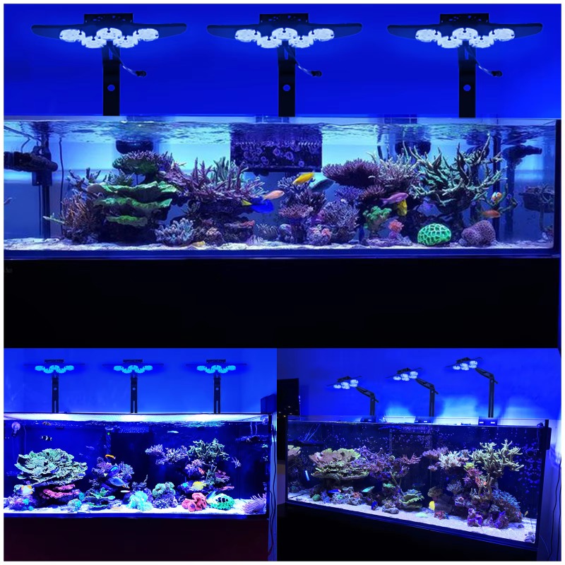 Hochleistungs-LED-Aquariumbele – Marine Aquarium App Bewertung und Preis