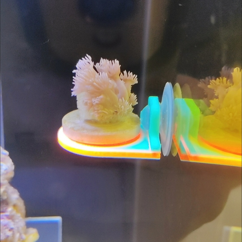 Farbe Zufällig Korallen Frag H – Aquarium Marine Color Bewertung und Preis